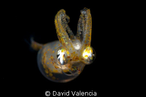 This juvenile squid had colors like I had never seen befo... by David Valencia 